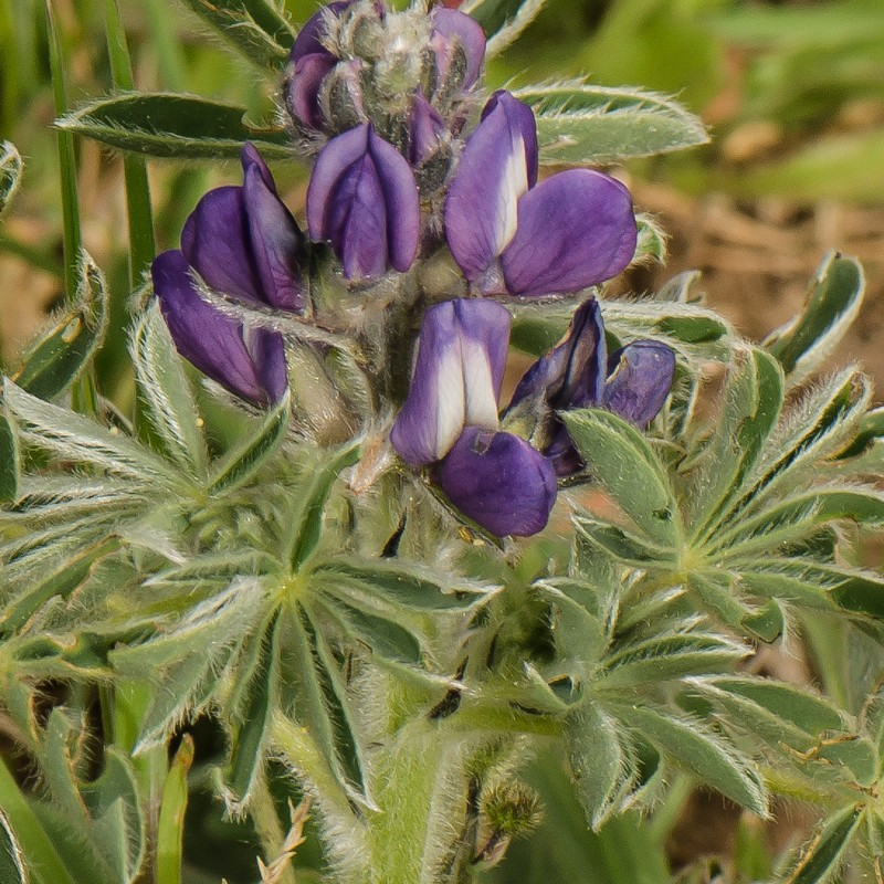 Lupinus macranthus
