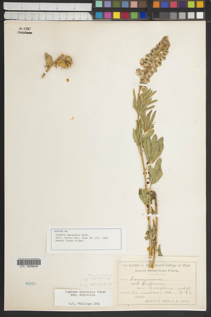 Spotted Lupine photo 3