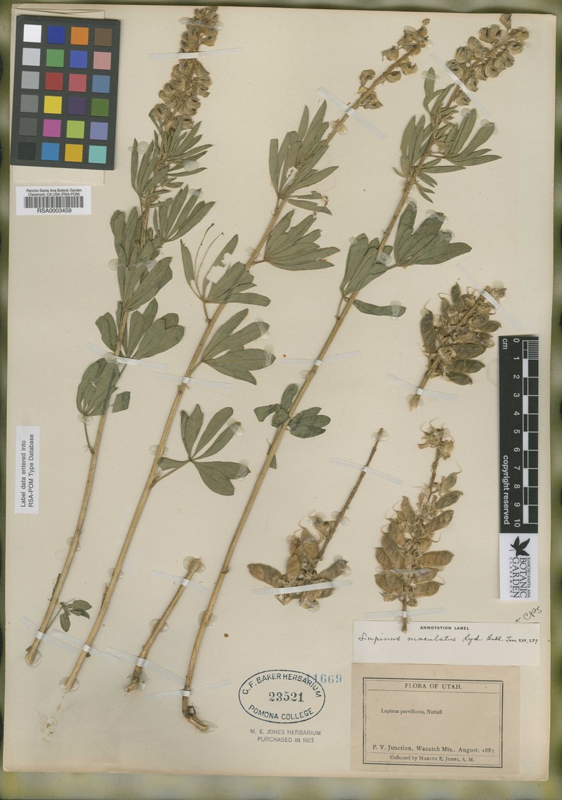 Spotted Lupine photo 4