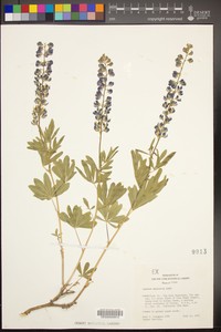 Spotted Lupine