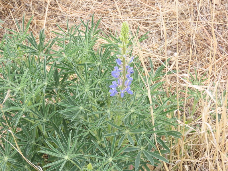 Lupinus madrensis