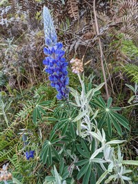 Lupinus magdalenensis