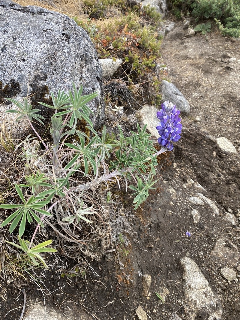 Lupinus magdalenensis photo 2