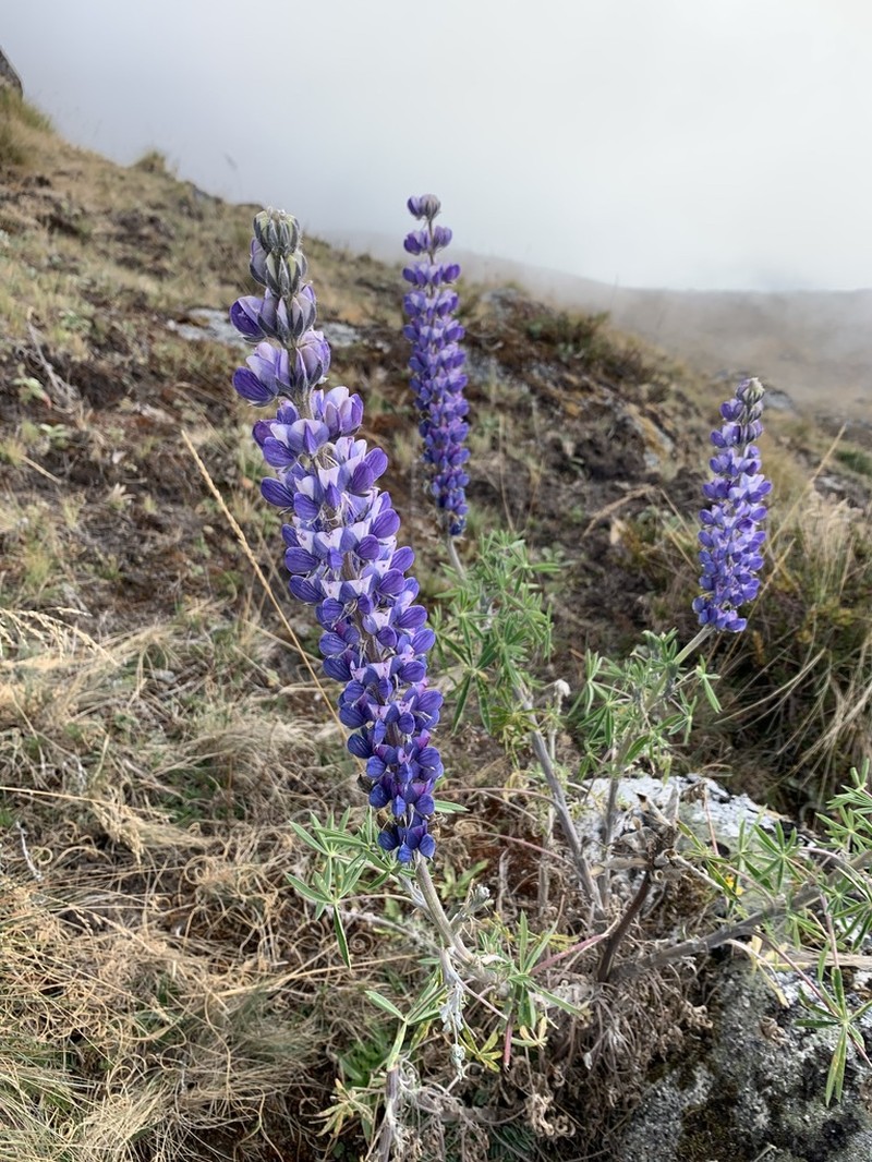 Lupinus magdalenensis photo 3