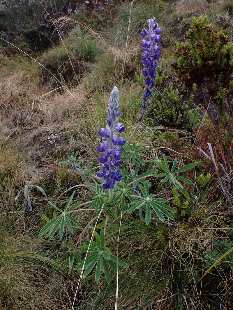 Lupinus magdalenensis photo 4