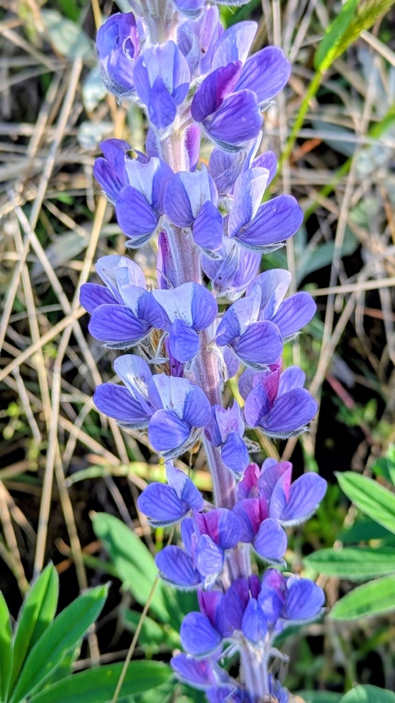 Lupinus magdalenensis photo 5