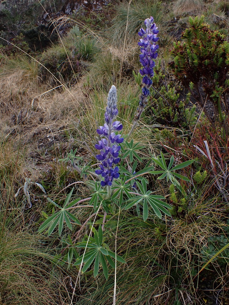 Lupinus magdalenensis photo 6