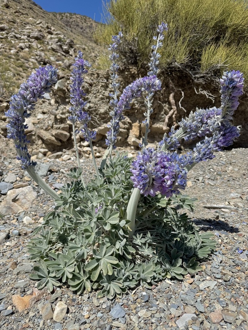 Panamint Mountain Lupine photo 3