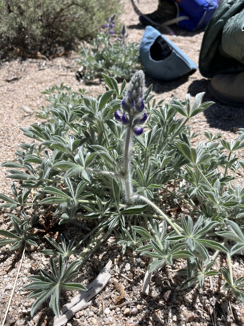 Panamint Mountain Lupine photo 4