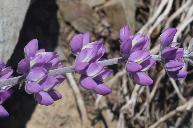 Panamint Mountain Lupine photo 5