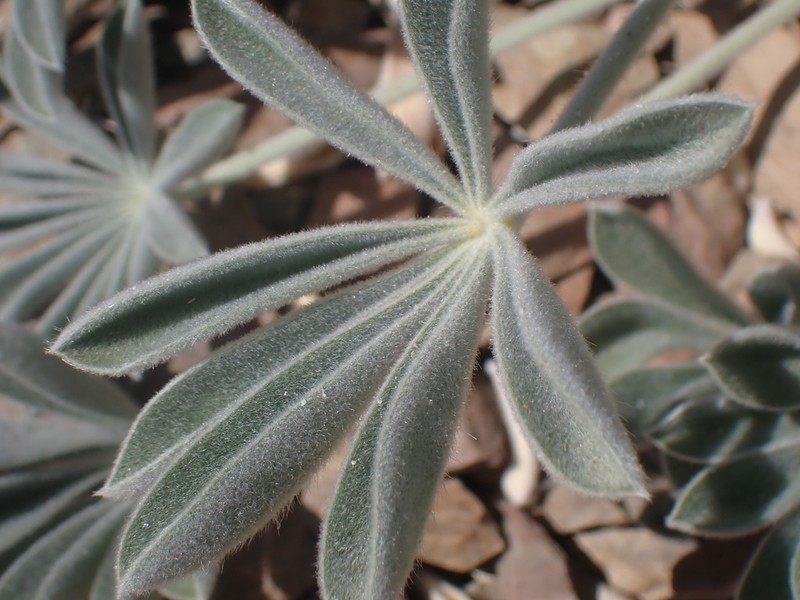 Panamint Mountain Lupine photo 6