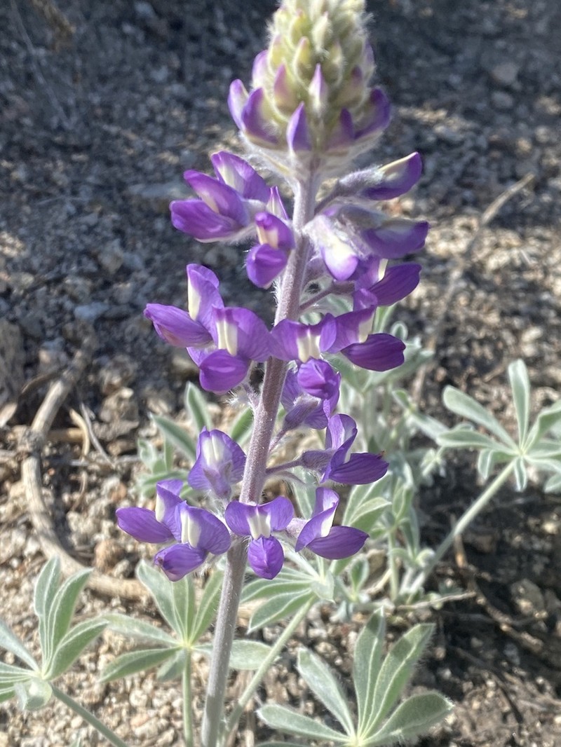 Panamint Mountain Lupine photo 7