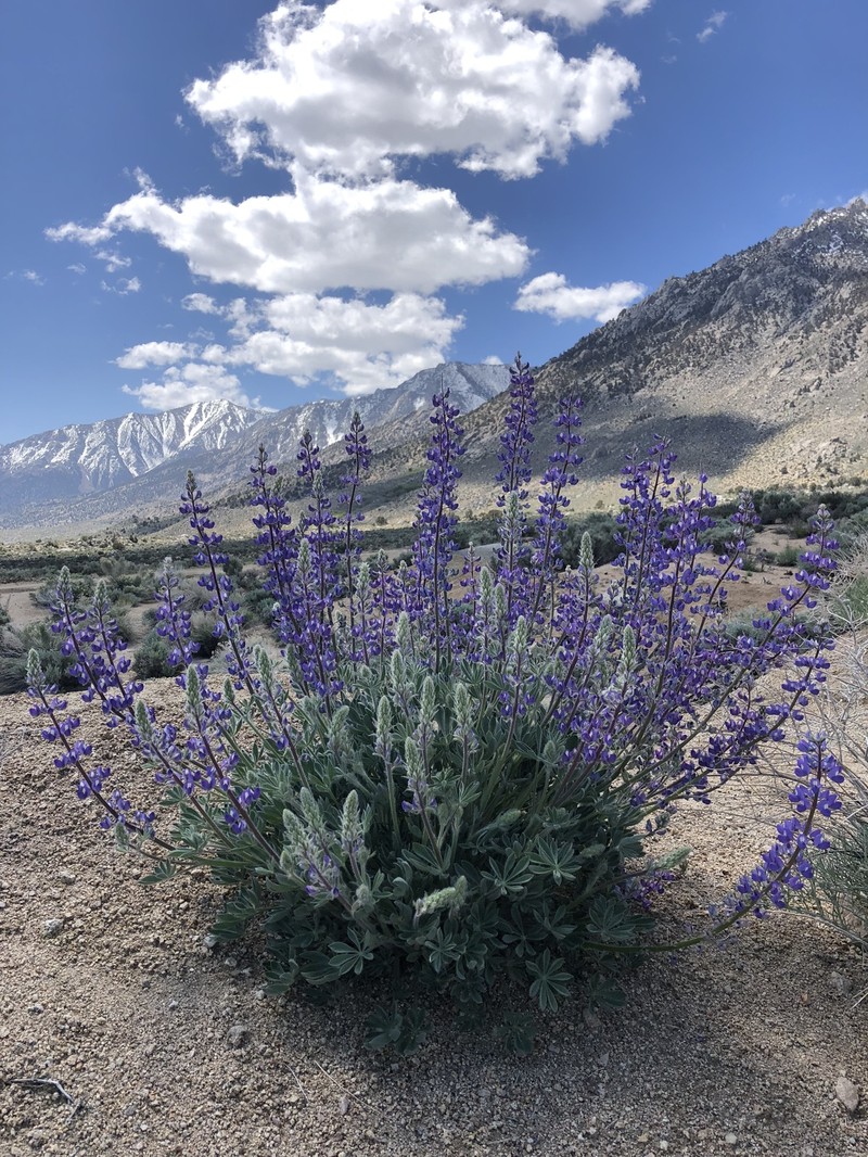 Lupinus magnificus var. glarecola