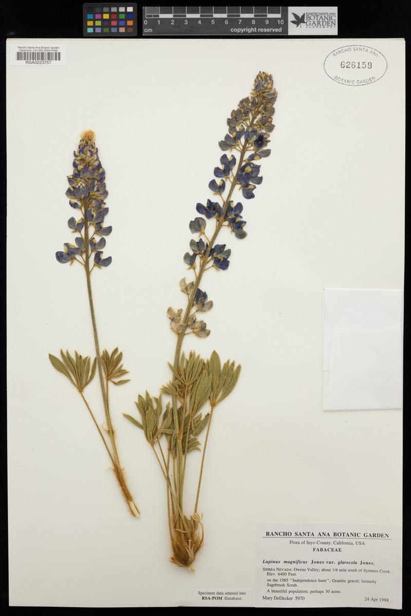 Lupinus magnificus var. glarecola photo 2