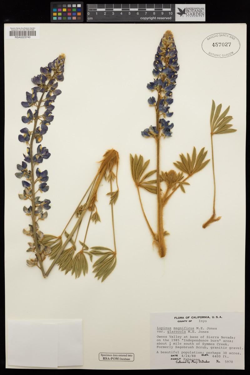 Lupinus magnificus var. glarecola photo 3