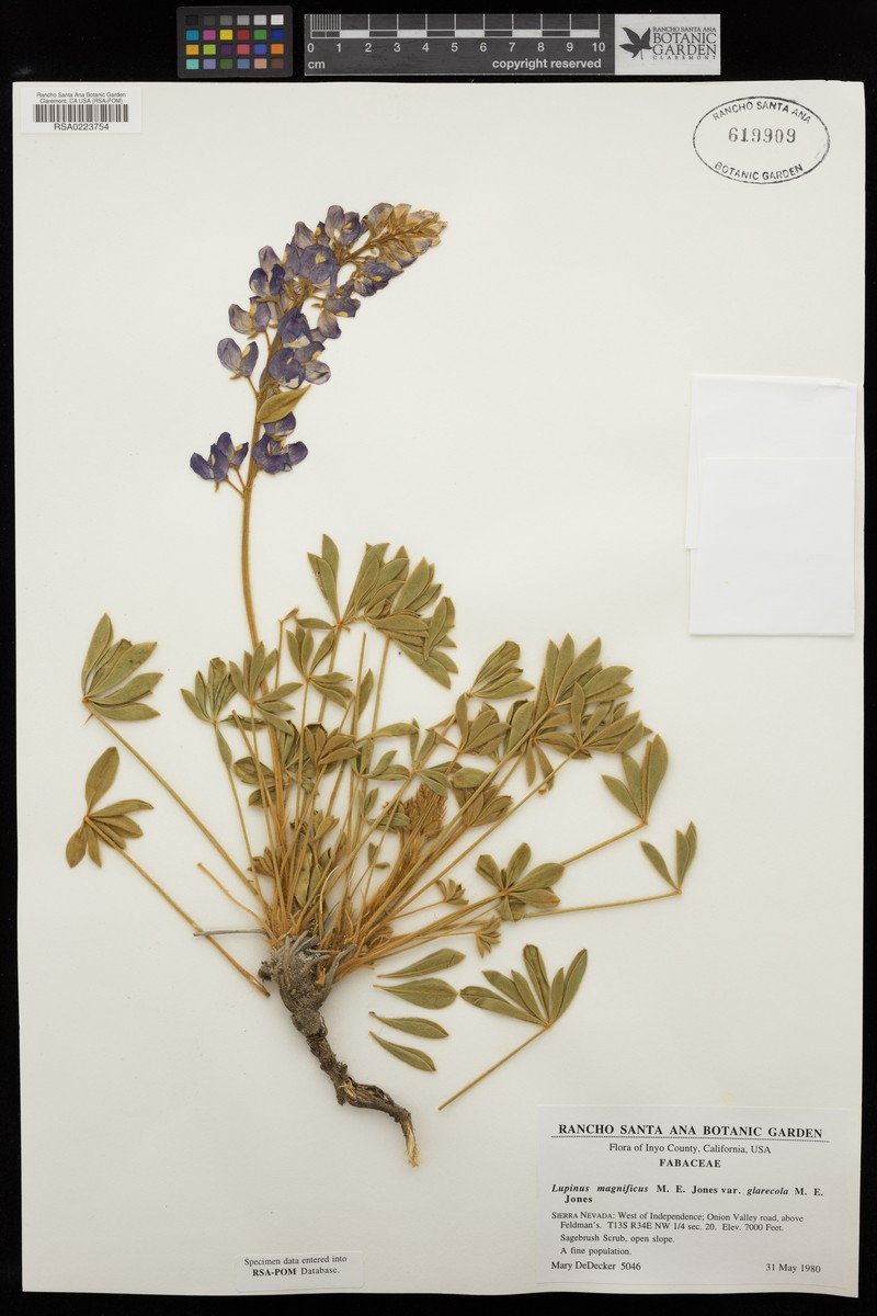 Lupinus magnificus var. glarecola photo 4