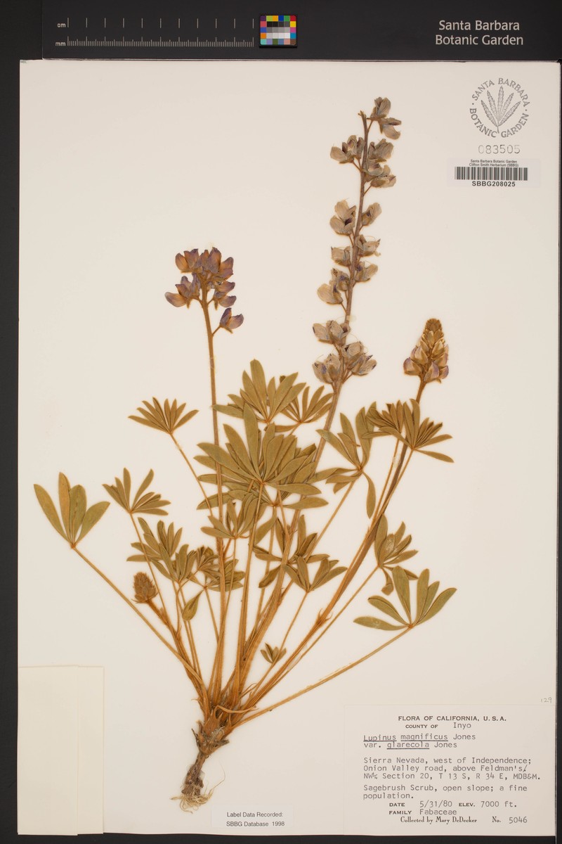 Lupinus magnificus var. glarecola photo 5