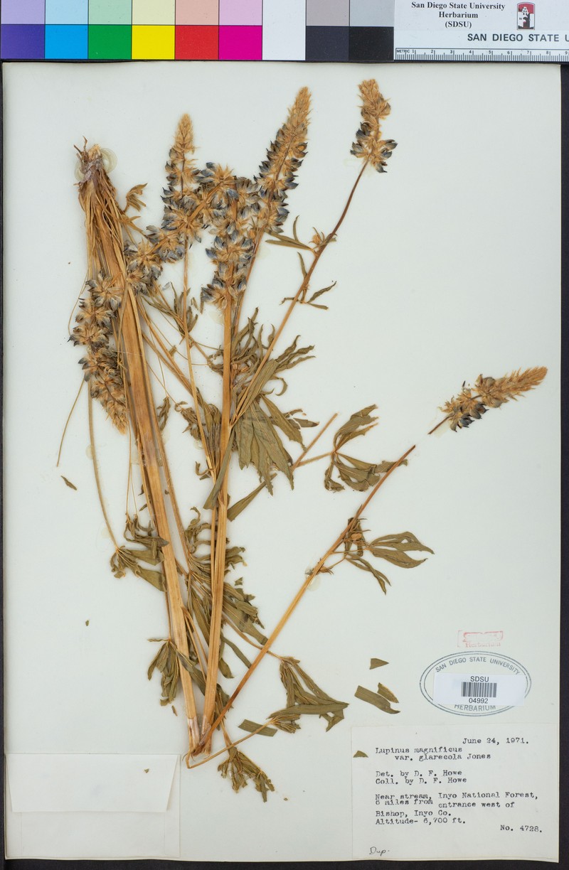 Lupinus magnificus var. glarecola photo 6