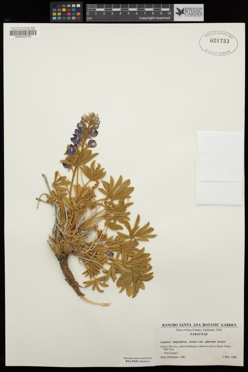 Lupinus magnificus var. glarecola photo 8