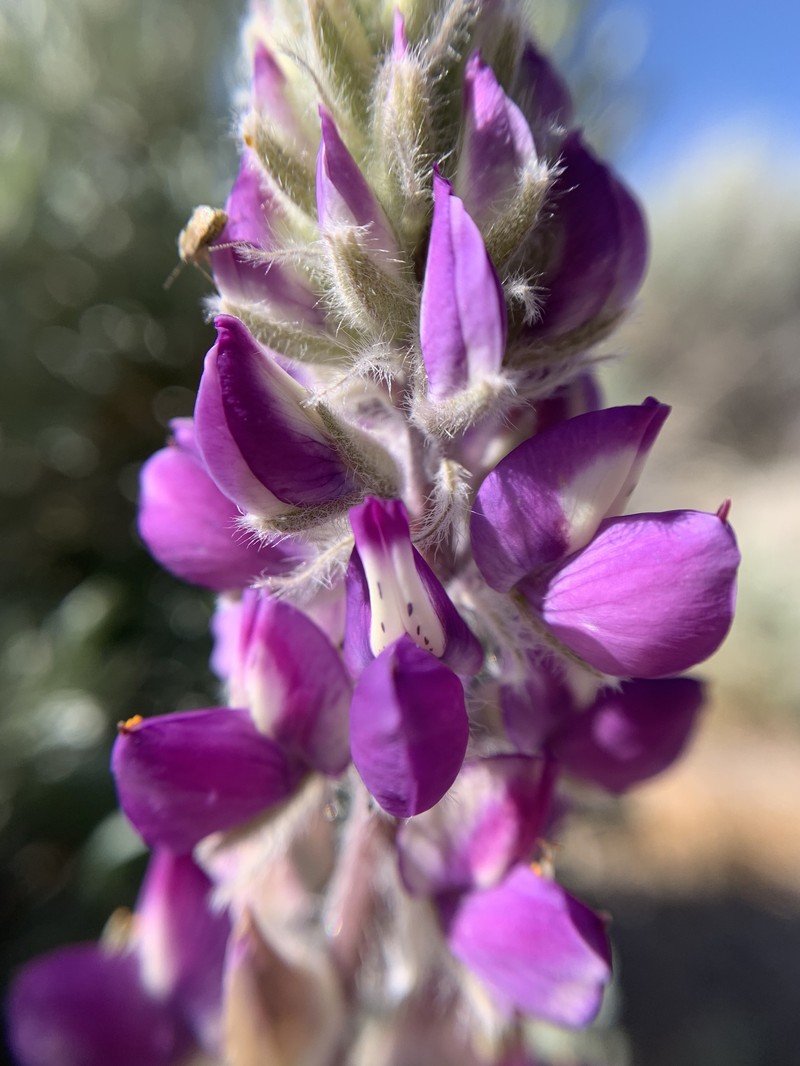 Lupinus magnificus var. hesperius