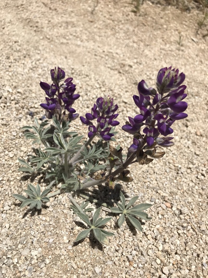 Lupinus magnificus var. hesperius photo 2