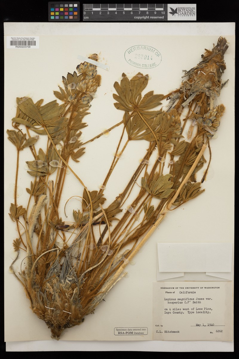 Lupinus magnificus var. hesperius photo 3