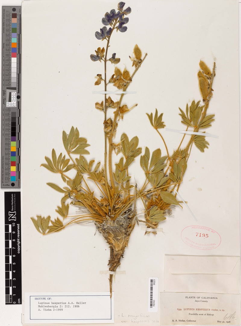 Lupinus magnificus var. hesperius photo 4