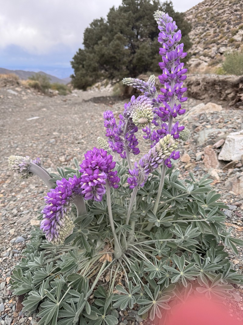 Lupinus magnificus var. magnificus
