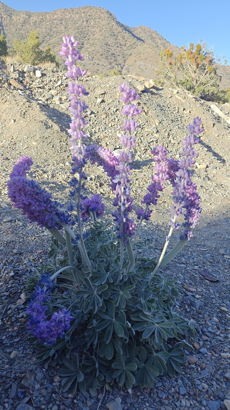 Lupinus magnificus var. magnificus photo 2
