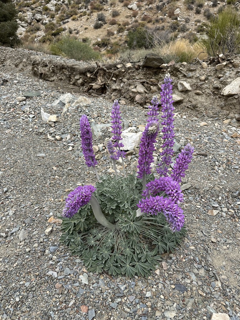 Lupinus magnificus var. magnificus photo 4