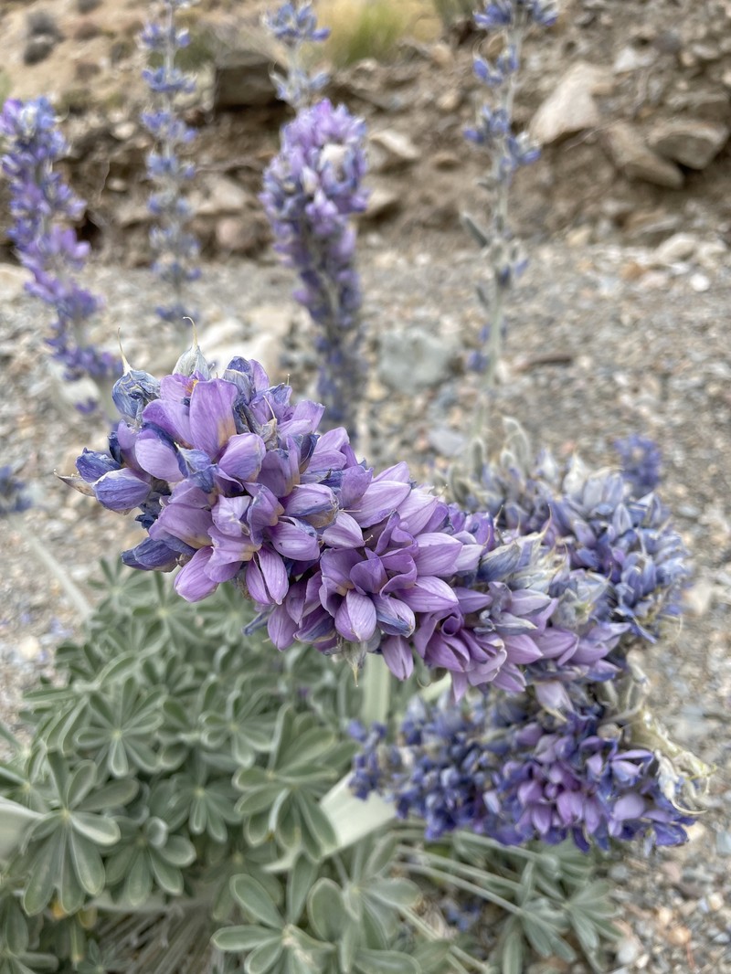 Lupinus magnificus var. magnificus photo 5