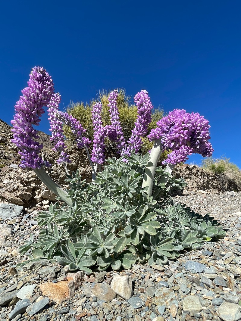 Lupinus magnificus var. magnificus photo 6