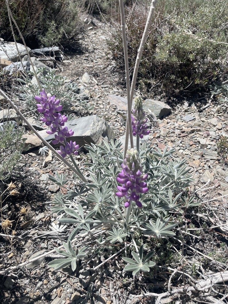 Lupinus magnificus var. magnificus photo 7