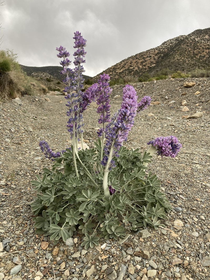 Lupinus magnificus var. magnificus photo 8