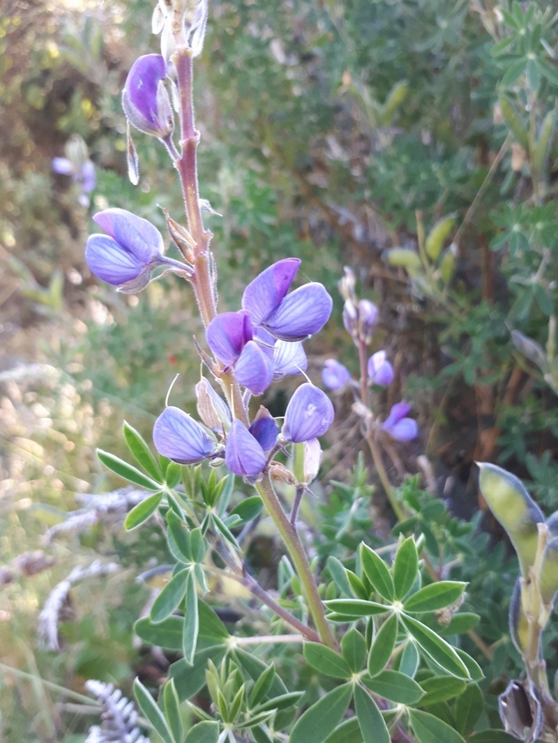 Lupinus magniflorus