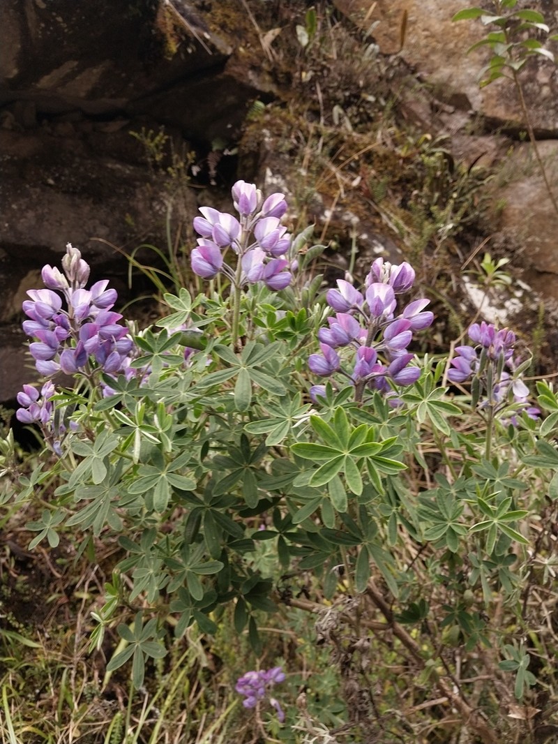 Lupinus magniflorus photo 2