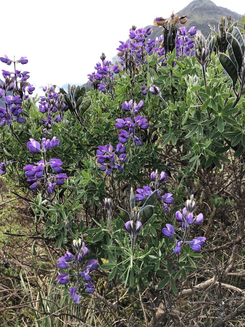 Lupinus magniflorus photo 3