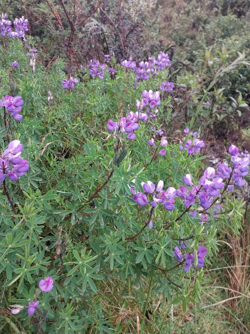 Lupinus magniflorus photo 4