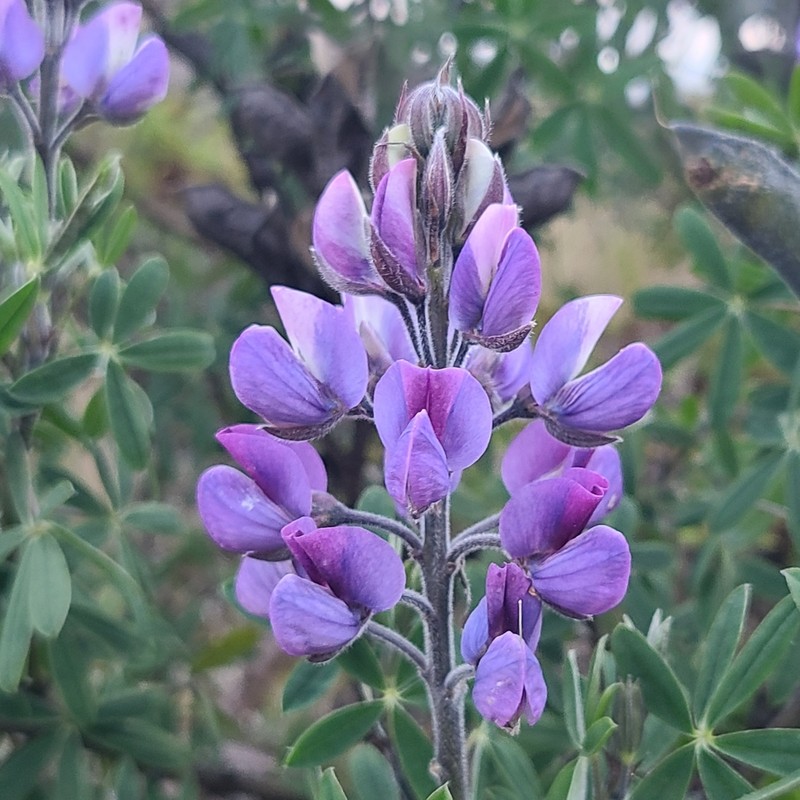 Lupinus magniflorus photo 5