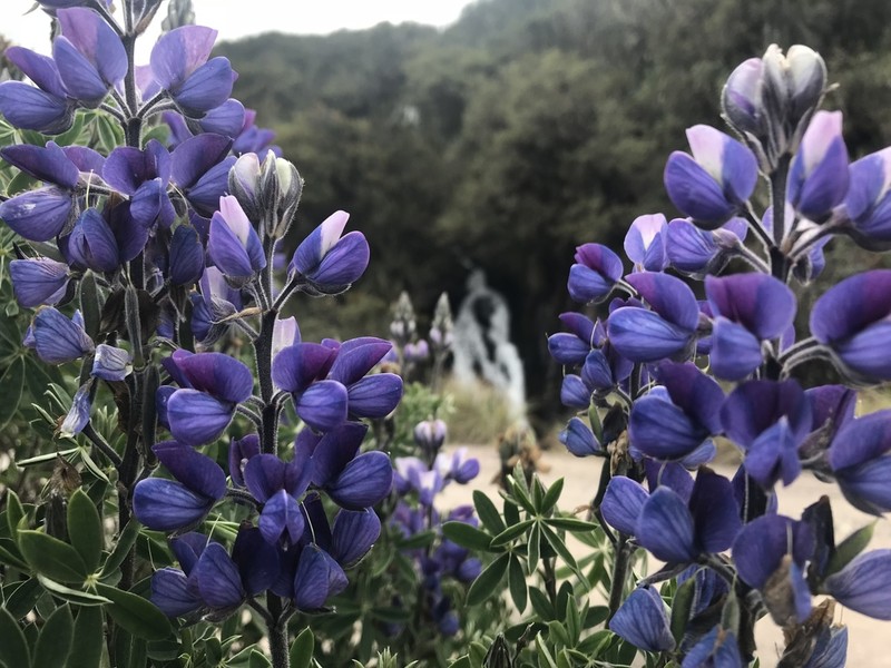 Lupinus magniflorus photo 6