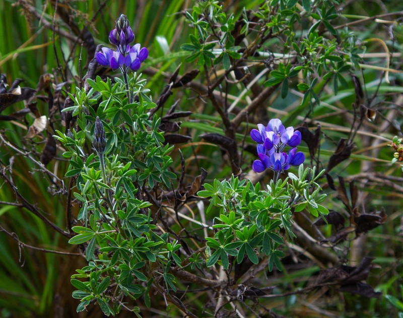 Lupinus magniflorus photo 7