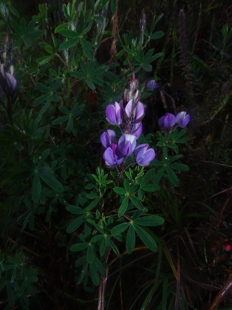 Lupinus magniflorus photo 8