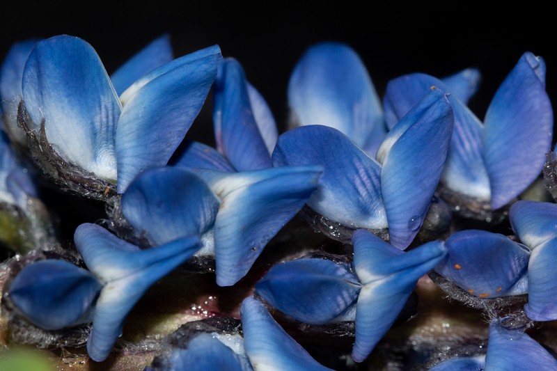 Lupinus magnistipulatus