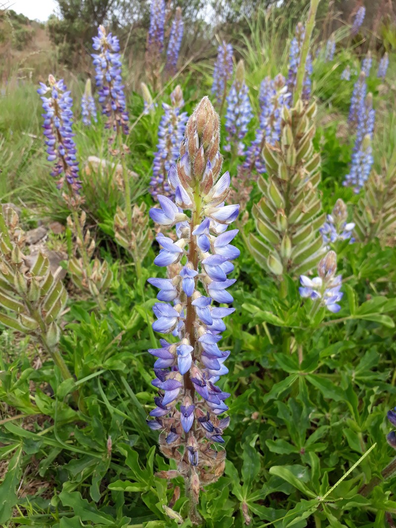 Lupinus magnistipulatus photo 2