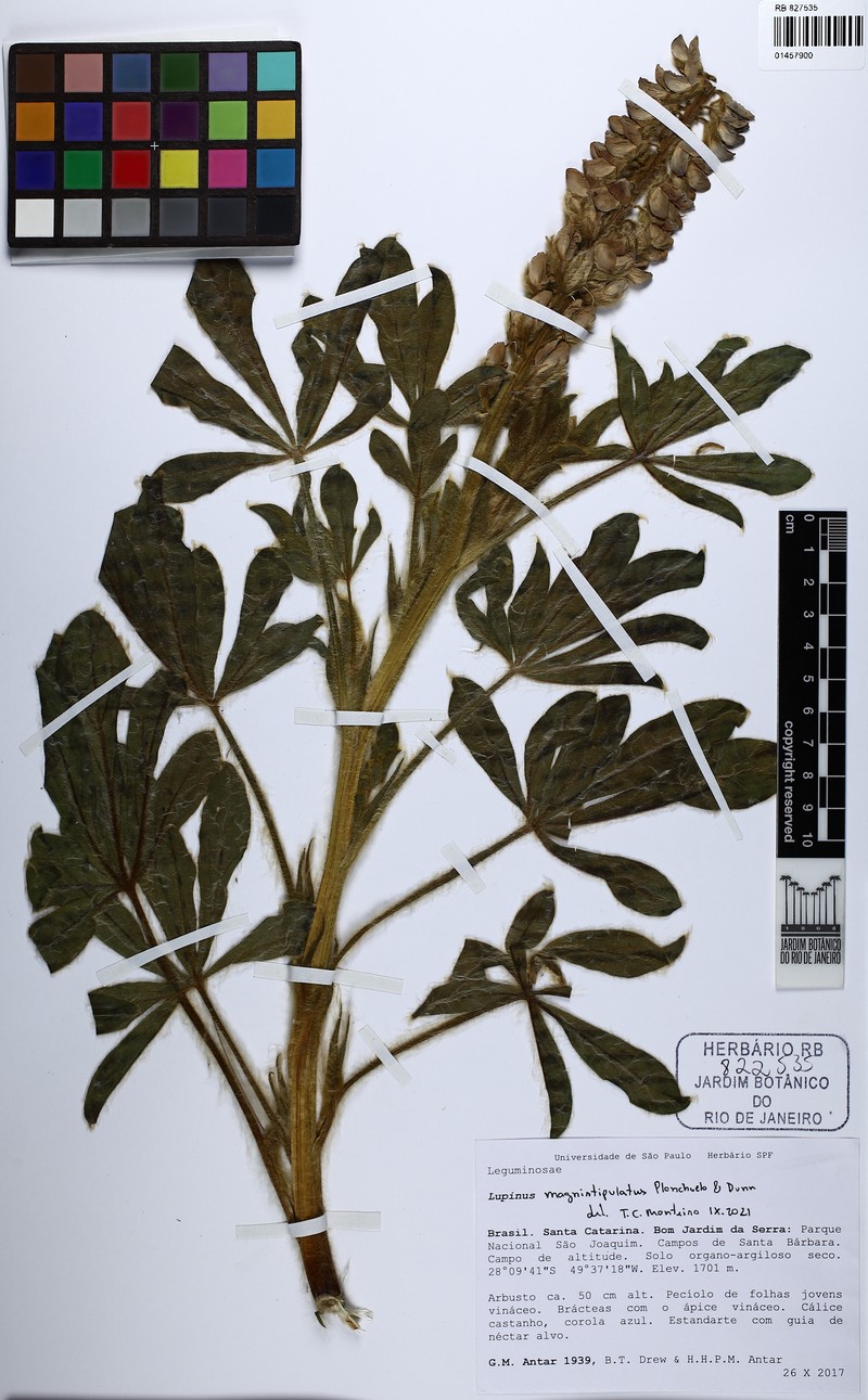 Lupinus magnistipulatus photo 3