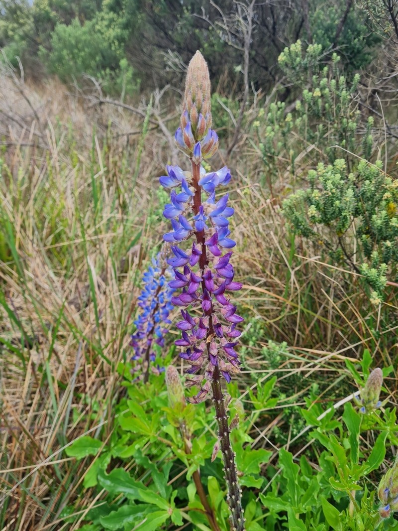 Lupinus magnistipulatus photo 5