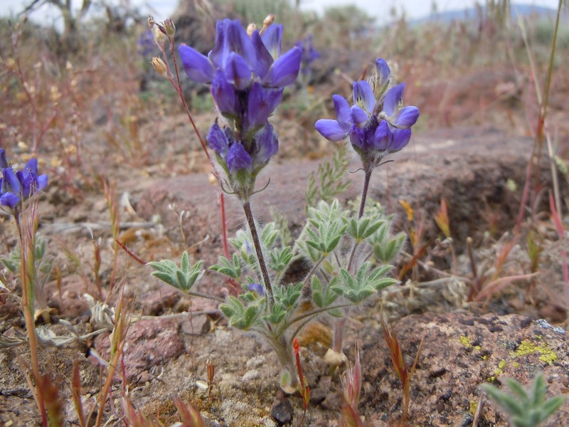 Jawleaf Lupine