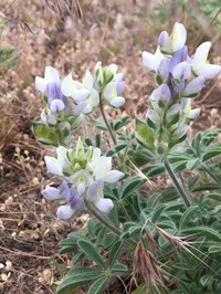 Jawleaf Lupine