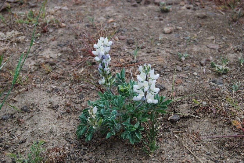 Jawleaf Lupine photo 2