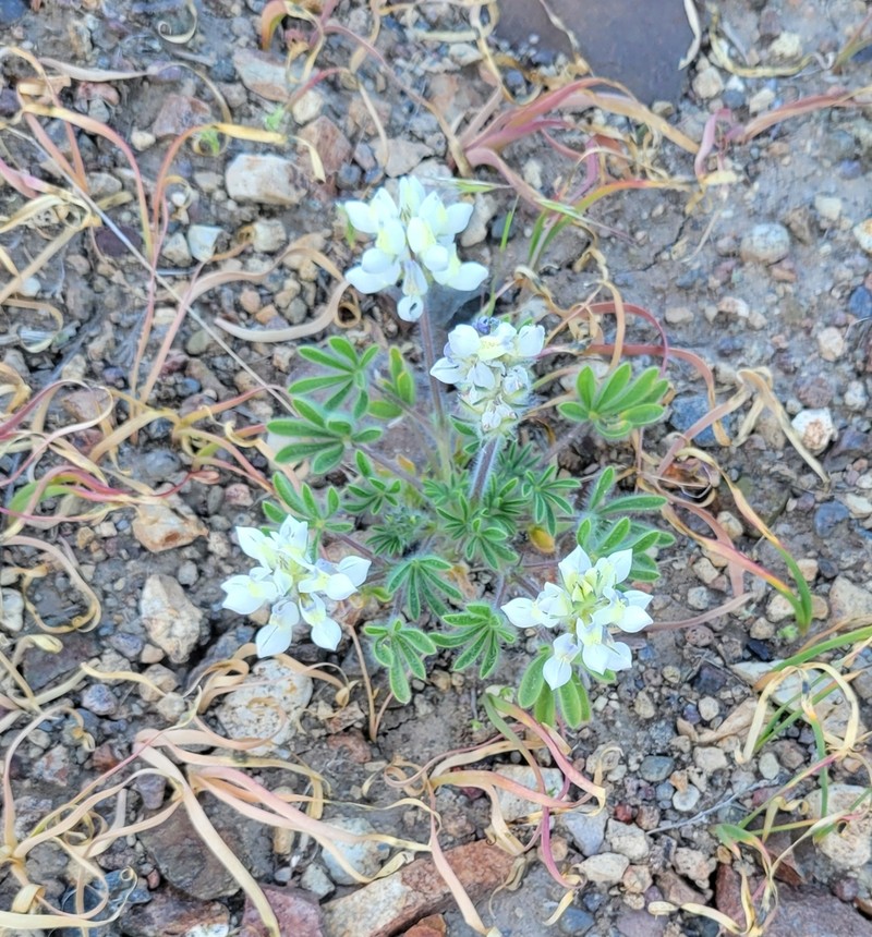 Jawleaf Lupine photo 3